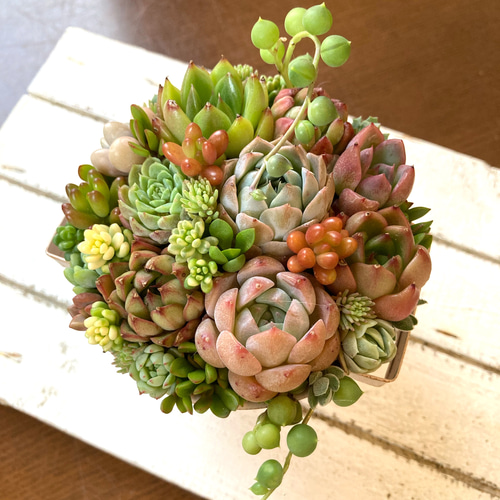 多肉植物寄せ植え そのまま飾れる オレンジのブリキポット