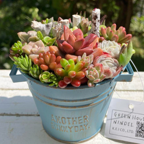 可愛い寄せ植え 多肉植物寄せ植え ブリキポット イエロー 取っ手付き