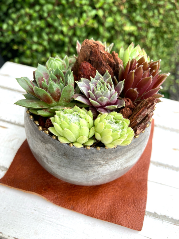 楽天市場】ブリキプランター アンティークの通販 アンティーク風