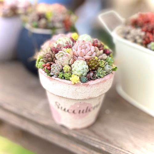 そのまま飾れる多肉植物寄せ植え 多肉植物 ba-boo house 通販 そのまま飾れる多肉植物寄せ植え 多肉植物 ba-boo house 通販