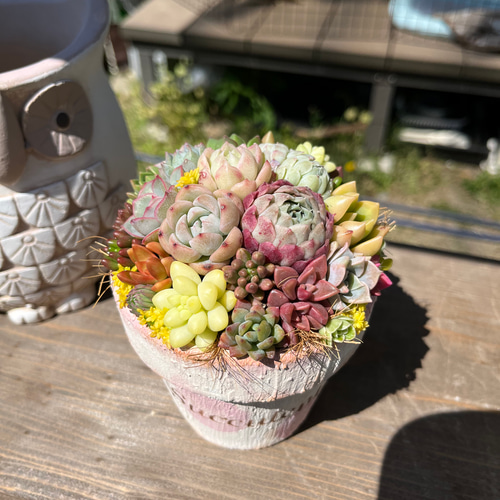 そのまま飾れる多肉植物寄せ植え 多肉植物 ba-boo house 通販 そのまま飾れる多肉植物寄せ植え 多肉植物 ba-boo house 通販