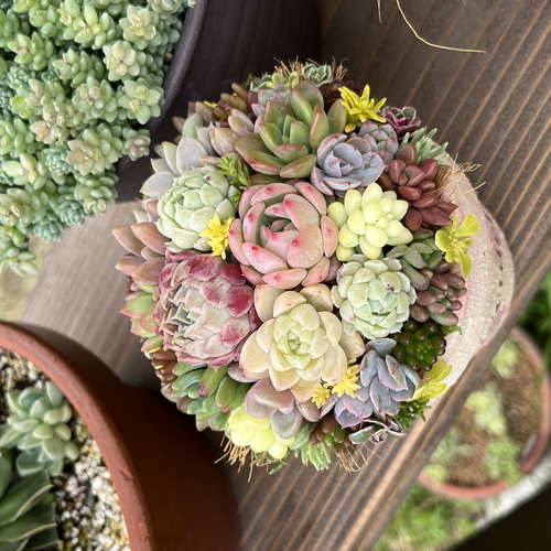 そのまま飾れる多肉植物寄せ植え 多肉植物 ba-boo house 通販 そのまま飾れる多肉植物寄せ植え 多肉植物 ba-boo house 通販