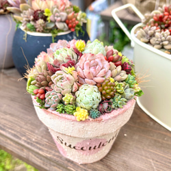 そのまま飾れる多肉植物寄せ植え 1枚目の画像