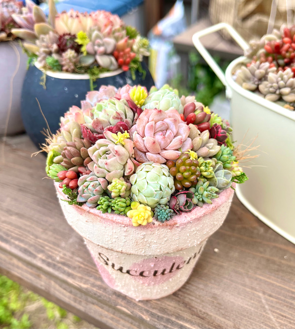 そのまま飾れる多肉植物寄せ植え 1枚目の画像