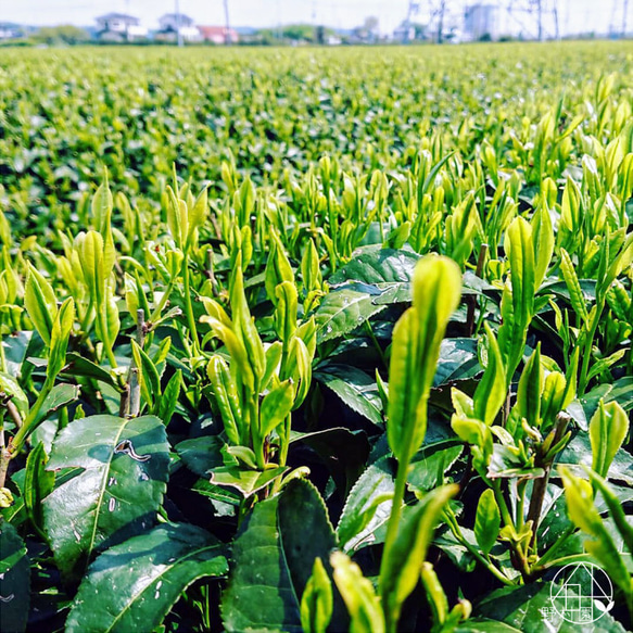 【予約限定】お得な新茶セットB「造り込み茶」プレゼント！2024年新茶 9枚目の画像