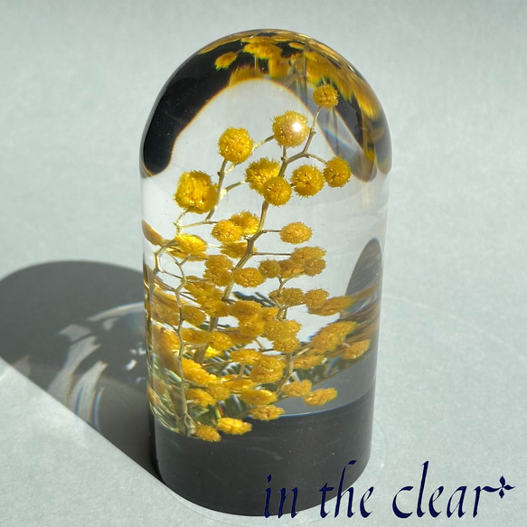 植物標本　ミモザ　黄色　レジン　ガラスドーム風　黒底 3枚目の画像