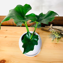 【育てやすい】セローム　4号　たまご鉢　陶器鉢　受け皿付き　観葉植物　 2枚目の画像
