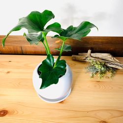 【育てやすい】セローム　4号　たまご鉢　陶器鉢　受け皿付き　観葉植物　 1枚目の画像