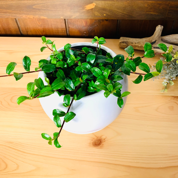 【幸運】つる性ガジュマル　フィカス　4号　たまご鉢　陶器鉢　受け皿付き　観葉植物　 2枚目の画像