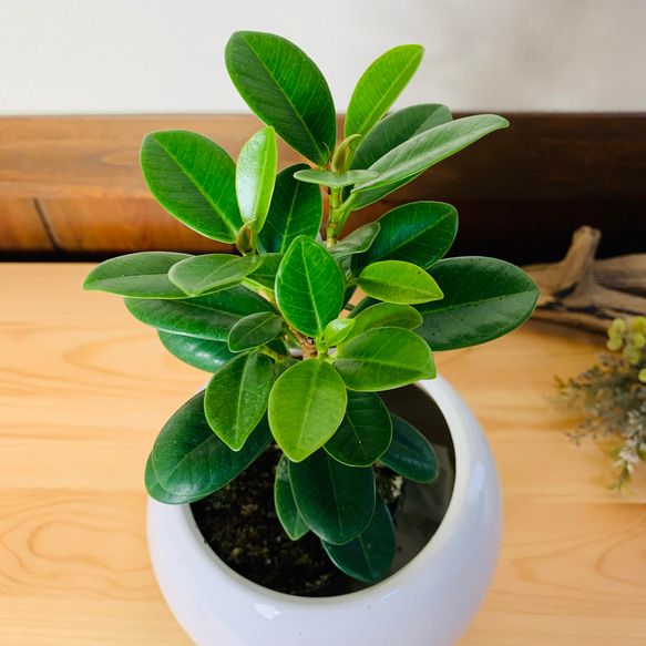 【幸運】パンダガジュマル　4号　たまご鉢　陶器鉢　受け皿付き　観葉植物　 3枚目の画像