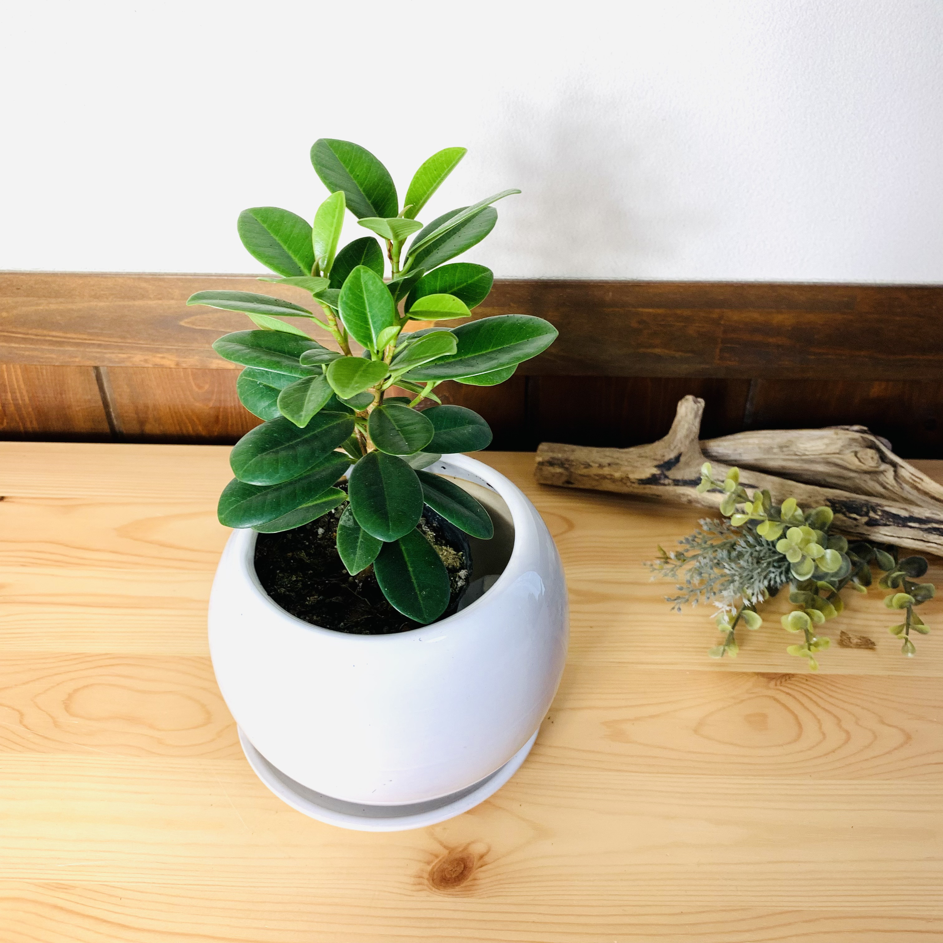 ［現品］【希少】4番　パンダガジュマル　観葉植物　レア　室内　接木　陶器鉢　ゴム 観葉植物の販売・ギフトならフラワーコーポレーション / 観葉