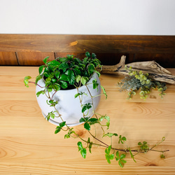 【可愛い】シュガーバイン　4号　たまご鉢　陶器鉢　受け皿付き　観葉植物　 1枚目の画像