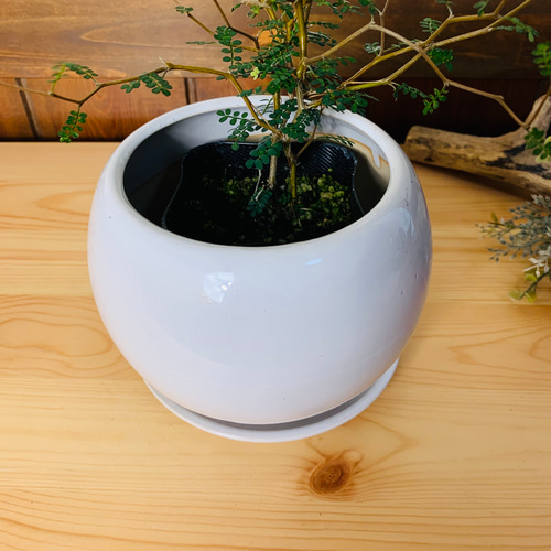 可愛い】メルヘンの木 4号 たまご鉢 陶器鉢 受け皿付き 観葉植物