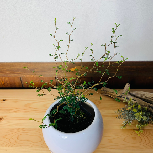 【可愛い】メルヘンの木　4号　たまご鉢　陶器鉢　受け皿付き　観葉植物　 2枚目の画像