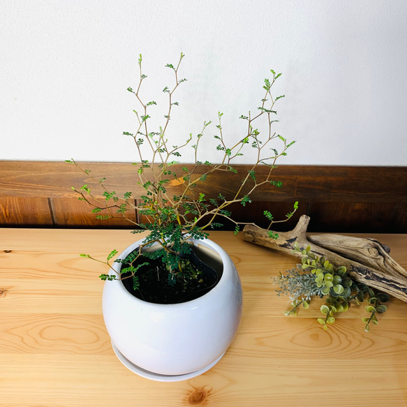 【可愛い】メルヘンの木　4号　たまご鉢　陶器鉢　受け皿付き　観葉植物　 1枚目の画像