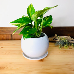 【育てやすい】ポトス　ゴールデン　4号　たまご鉢　陶器鉢　受け皿付き　観葉植物　 4枚目の画像