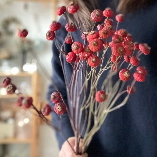 ローズヒップと車輪梅を秋らしく紡いだ 落ち着きのある リース ドライフラワー ローズヒップと車輪梅を秋らしく紡いだ 落ち着きのある リース ドライ