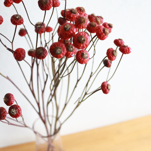 特価‼️バラの実❇️ローズヒップ❣️センセーショナルファンタジー 20