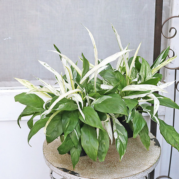 値引きセール 観葉植物 斑入り スパティフィラム 3号 白い花 多年草