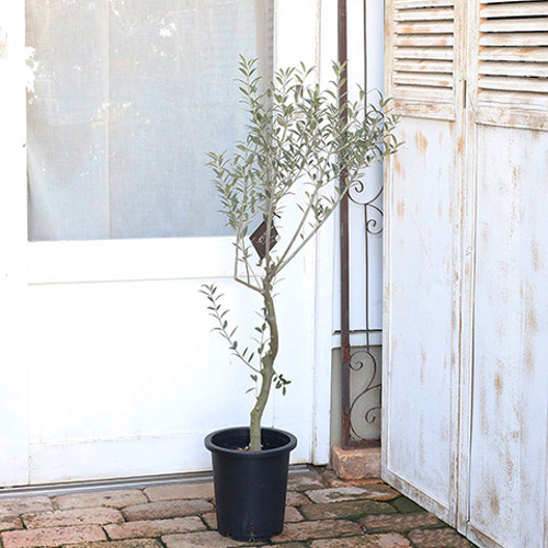 ボトルツリー　お手頃サイズ！　高さ120cm 7号 ジュールレンケリ北欧風 クリスマスツリーセット 60cm 90cm