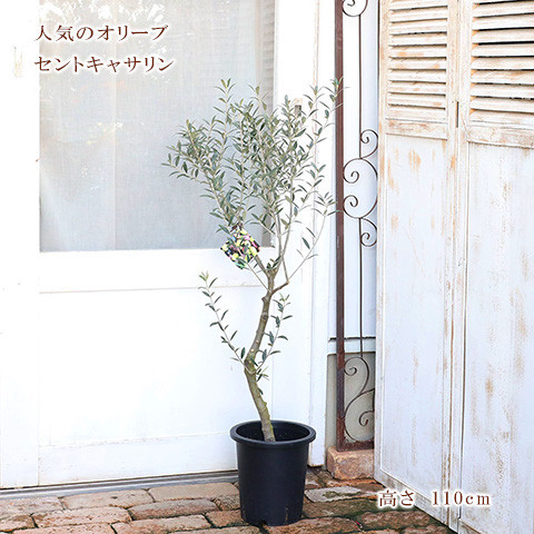 【オリーブの木　シンボルツリー】 74 オリーブ　セントキャサリン　約110cm