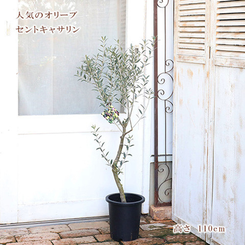 希少　オリーブの木　セントキャサリン 希少・銀葉】セントキャサリン（オリーブの木）〈直立型
