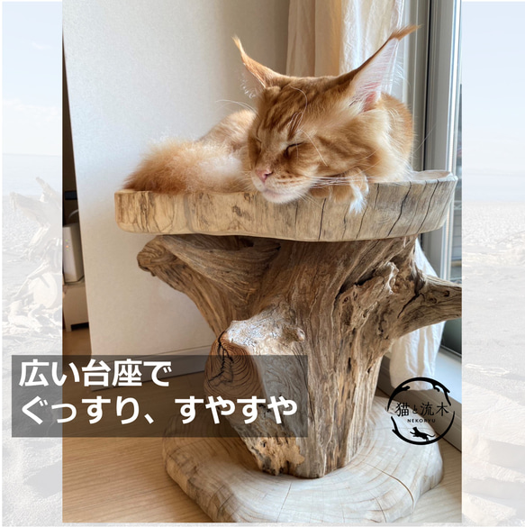 木のぬくもりに包まれる　流木ねこベッド【猫と流木ねこりゅう】 3枚目の画像