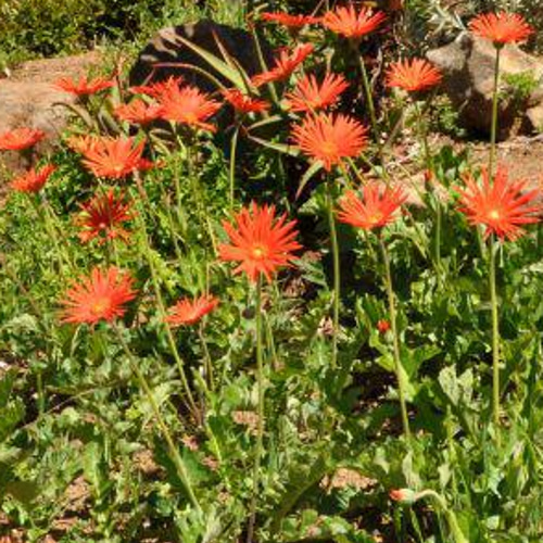 ツボミ付き☆原種ガーベラ・ヤメソニー☆5号ロングスリット鉢植え