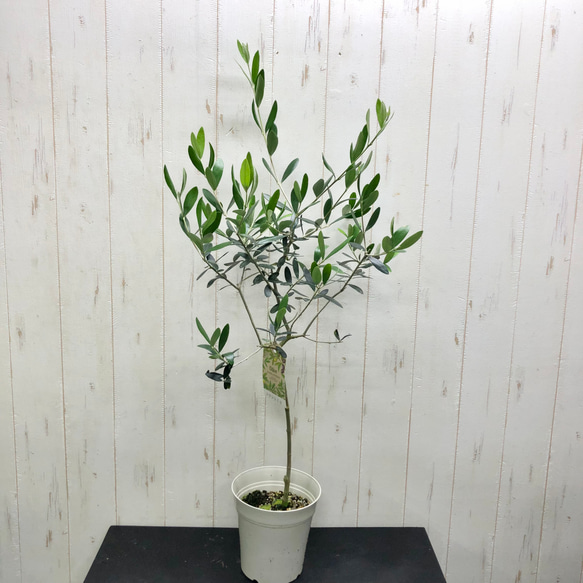 珍しい品種 背高め フラントイオ オリーブの木 その他インテリア雑貨