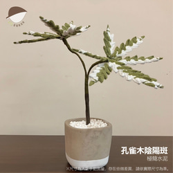 孔雀木陰陽斑 第2張的照片