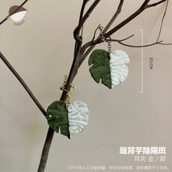 龜背芋陰陽斑-耳夾 第1張的照片