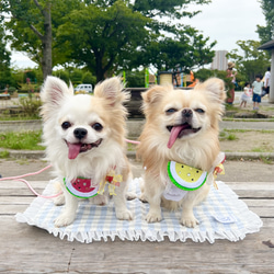 クール　カフェマット　犬　長時間保冷剤付き 4枚目の画像