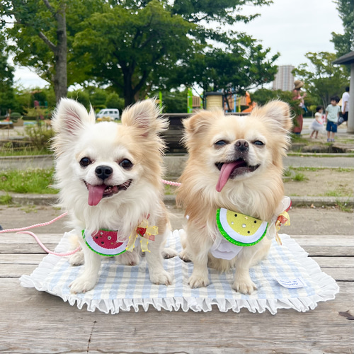 クール カフェマット 犬 長時間保冷剤付き クッション・ベッド