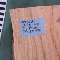 果樹【さくらんぼ／耳付き板】国産木材  No.24.04.09-② 木工クラフト・ウッドワーク果物くだもの 9枚目の画像