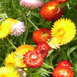 貝細工ヘリクリサム種 その他素材 handmadeマメ 通販 17545805｜Creema