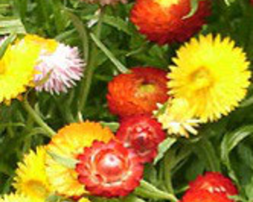 貝細工ヘリクリサム種 その他素材 handmadeマメ 通販 17545805｜Creema