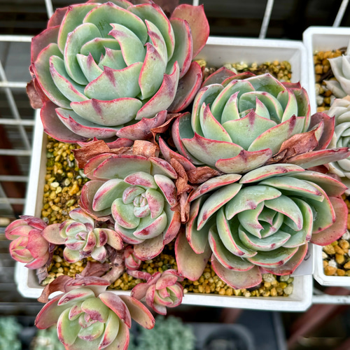 新入荷 紫姫群生 ZM1518×30鉢 抜き苗 多肉植物 アエオニウム