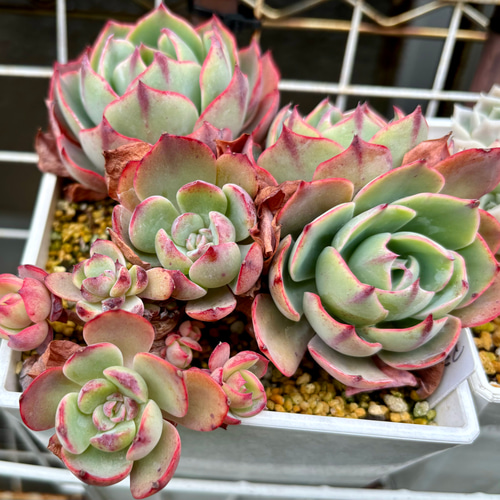 アミスター 大株群生 韓国苗 エケベリア 多肉植物 多肉植物
