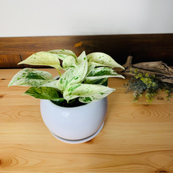 【育てやすい】ポトス　マーブルクイーン　4号　たまご鉢　陶器鉢　受け皿付き　観葉植物　 1枚目の画像