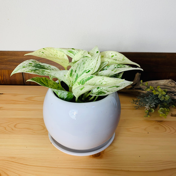 【育てやすい】ポトス　マーブルクイーン　4号　たまご鉢　陶器鉢　受け皿付き　観葉植物　 4枚目の画像