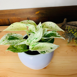 【育てやすい】ポトス　マーブルクイーン　4号　たまご鉢　陶器鉢　受け皿付き　観葉植物　 2枚目の画像