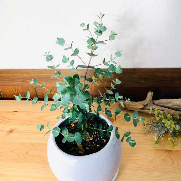【癒しの樹】ユーカリ　グニー　4号　たまご鉢　陶器鉢　受け皿付き　観葉植物　 2枚目の画像