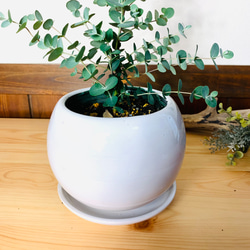 【癒しの樹】ユーカリ　グニー　4号　たまご鉢　陶器鉢　受け皿付き　観葉植物　 4枚目の画像