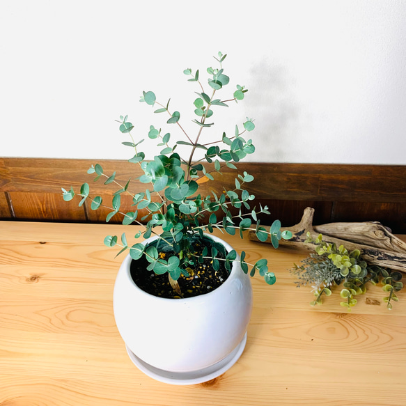 【癒しの樹】ユーカリ　グニー　4号　たまご鉢　陶器鉢　受け皿付き　観葉植物　 1枚目の画像