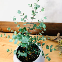 【癒しの樹】ユーカリ　グニー　4号　たまご鉢　陶器鉢　受け皿付き　観葉植物　 3枚目の画像