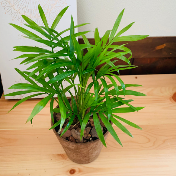 オキシカルジュウム　ヒノキの香る鉢　3号　観葉植物　インテリア　ポトス　アロマ　ギフト 2枚目の画像
