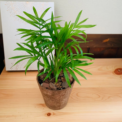 オキシカルジュウム　ヒノキの香る鉢　3号　観葉植物　インテリア　ポトス　アロマ　ギフト 1枚目の画像
