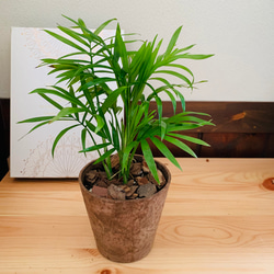 オキシカルジュウム　ヒノキの香る鉢　3号　観葉植物　インテリア　ポトス　アロマ　ギフト 3枚目の画像