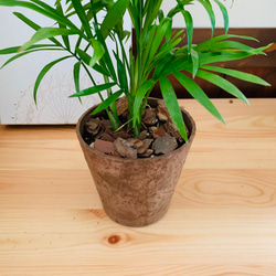 オキシカルジュウム　ヒノキの香る鉢　3号　観葉植物　インテリア　ポトス　アロマ　ギフト 4枚目の画像