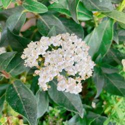 現品SALE♡【ビバーナム入り寄せ植え】素敵なガーデン♡お花が咲き実になり長く楽しめます！！ 11枚目の画像